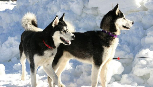 Husky Siberien