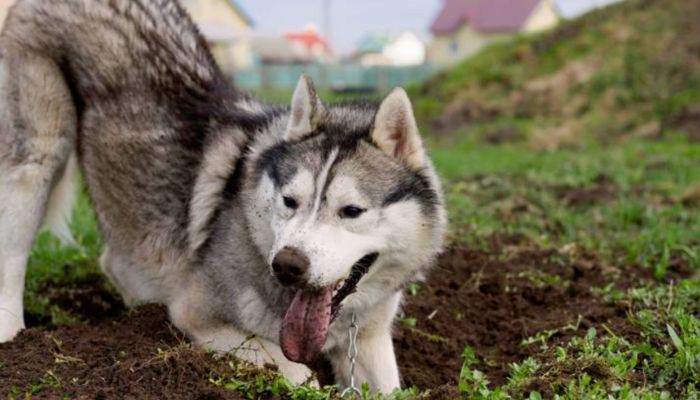 Pourquoi mon Husky creuse ?