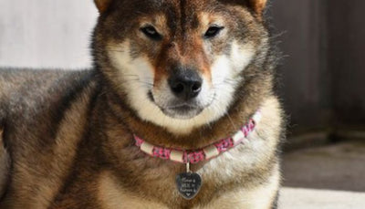 Pourquoi offrir une médaille personnalisée à son chien ?