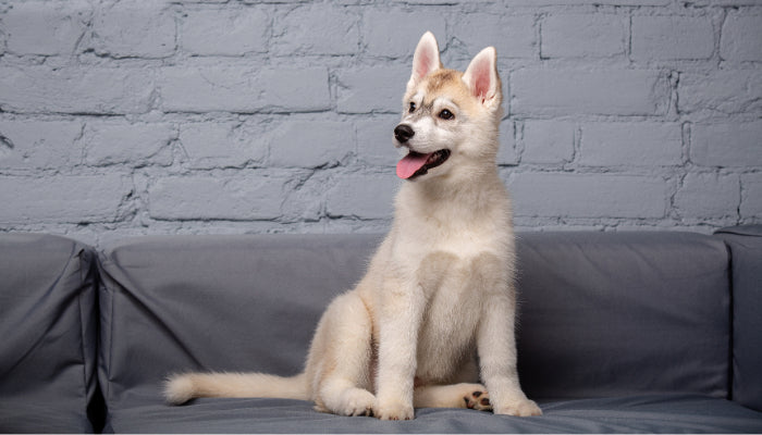 Les premiers ordres faciles à apprendre au chiot : éducation canine pas à pas