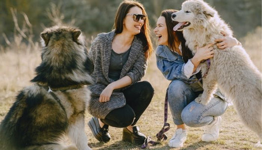 Laisse pour chien : quel modèle choisir en 2026 ?
