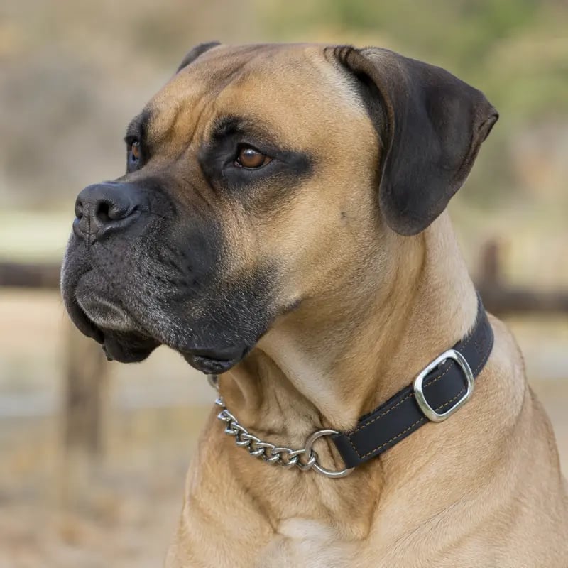Collier semi étrangleur Chien 