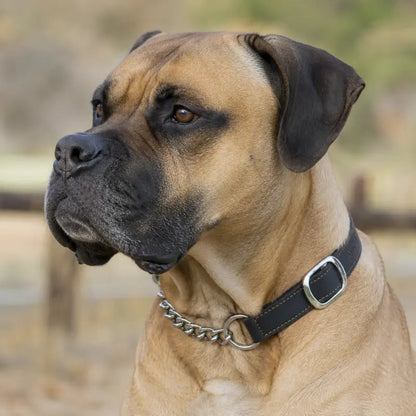 Collier semi étrangleur Chien 