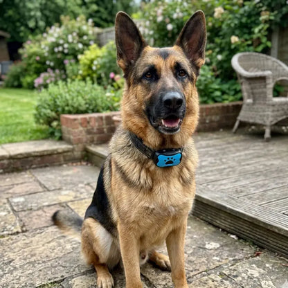 Collier Anti Aboiement