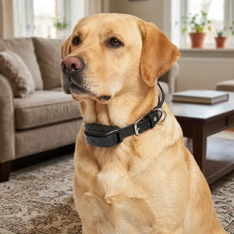 Collier Anti Fugue Chien + Aboiements
