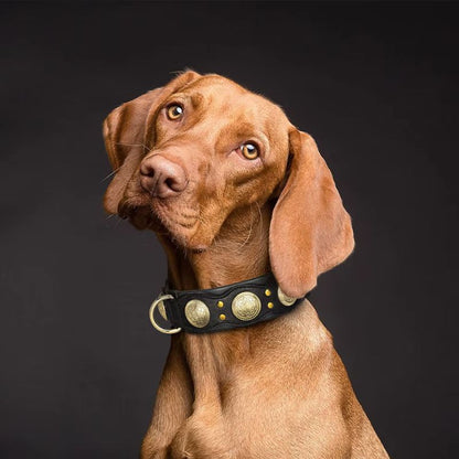 Collier Chien Cuir Noir