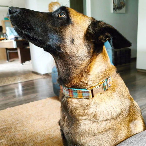 Collier Chien Personnalisé Carreaux