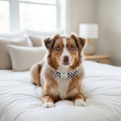 Collier Chien Personnalisé Damiers