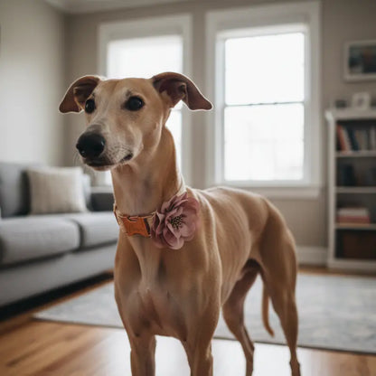 Collier Chien Personnalisé Dentelle