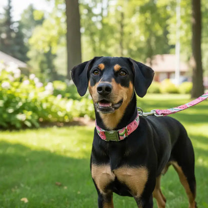 Collier Chien Personnalisé Pinky