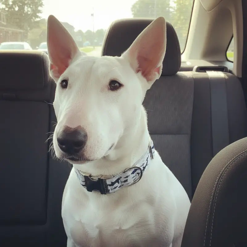 Collier Chien Personnalisé Requins