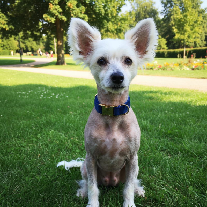 Collier Chien Personnalisé Roi