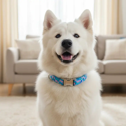 Collier Chien Personnalisé Sirène