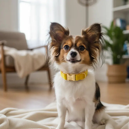 Collier Chien Personnalisé yellow