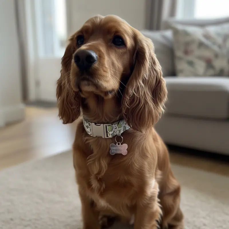Collier Chien Personnalisé Dinosaures
