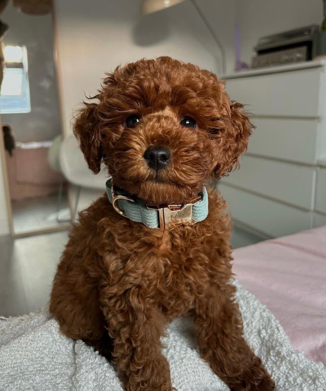 Collier Chien Personnalisé Bleu