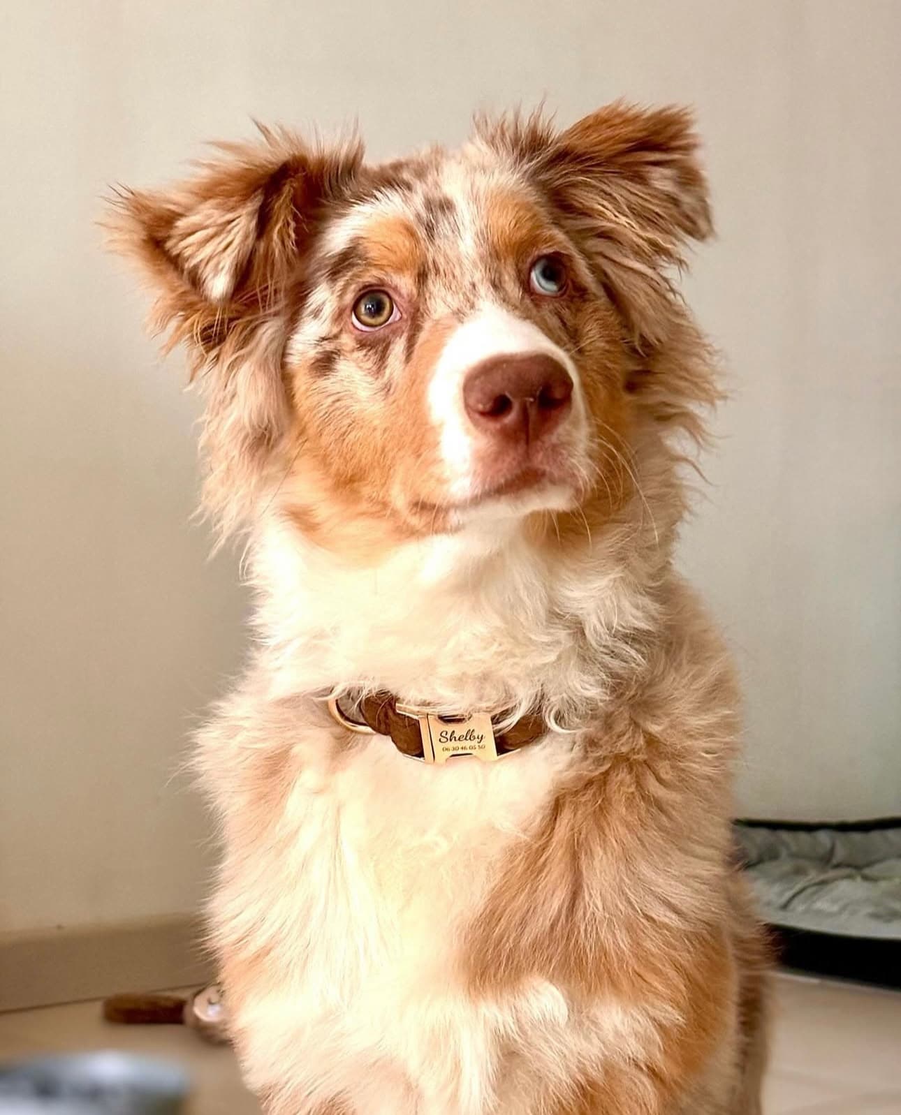 Collier Chien Personnalisé