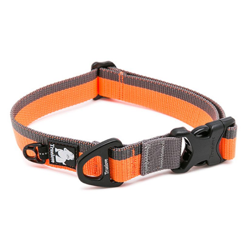 Collier Chien