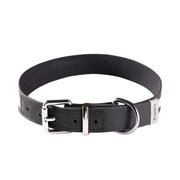 Collier Chien