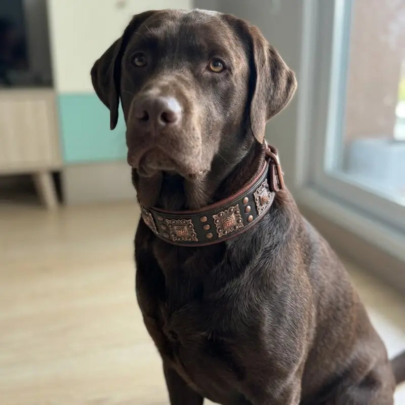 Collier Cuir Chien Médiéviale