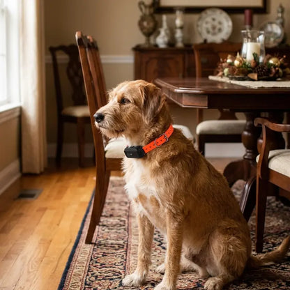 Collier Electrique Chien Orange