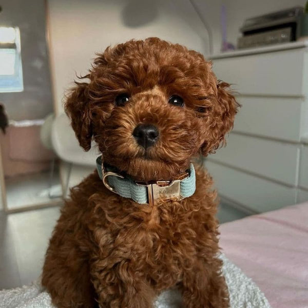 Collier Personnalisé Chien bleu