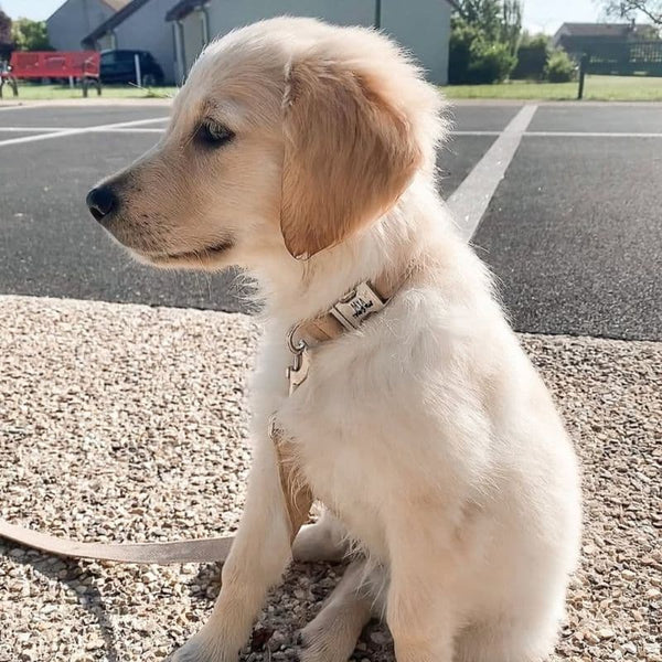 Collier pour Chien Personnalisé