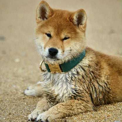 Collier pour Chien Personnalisé