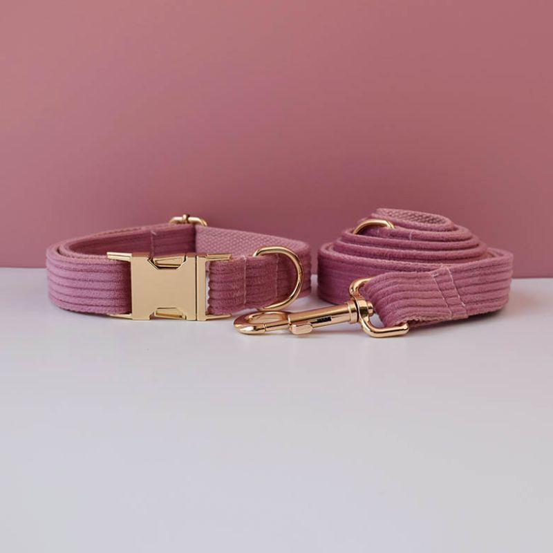 Collier pour Chien