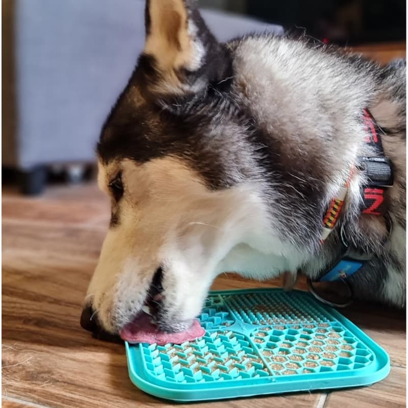 Gamelle Anti Glouton Bleu