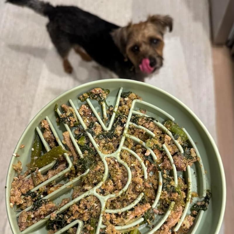 Gamelle Anti Glouton Spirale