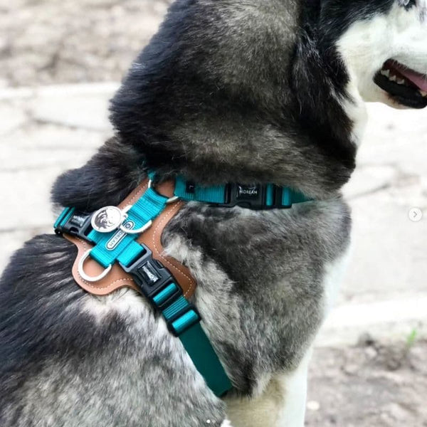 Harnais Anti Traction