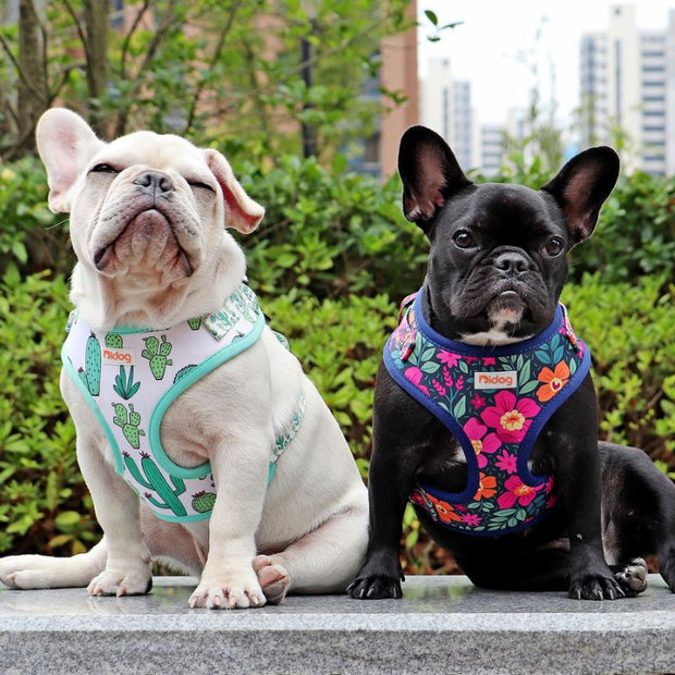 Harnais Bouledogue