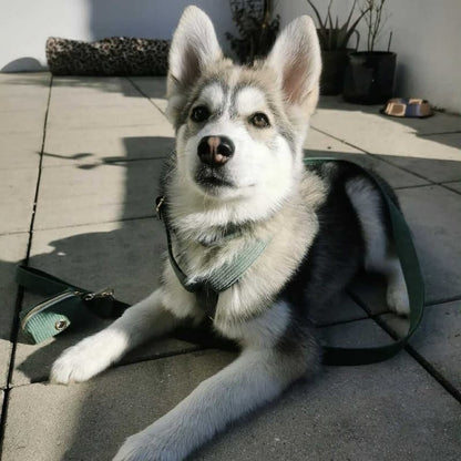 Harnais Chien Personnalisé sapin