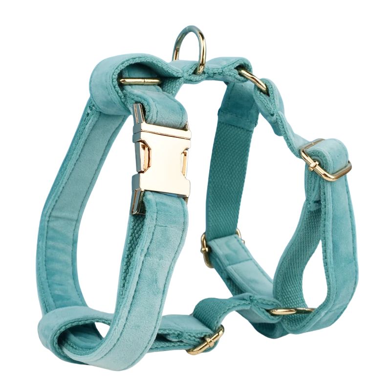 Harnais Chien Personnalisé Turquoise