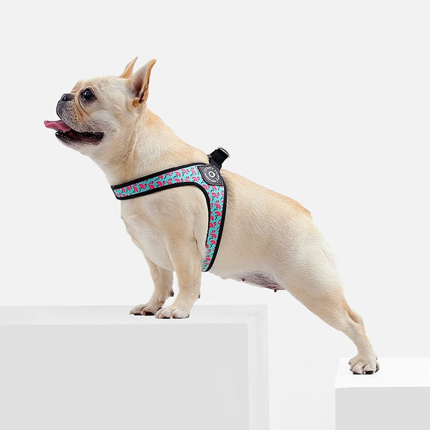 Harnais pour Chien