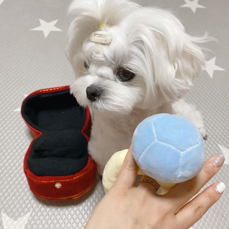 Jouet pour Chien