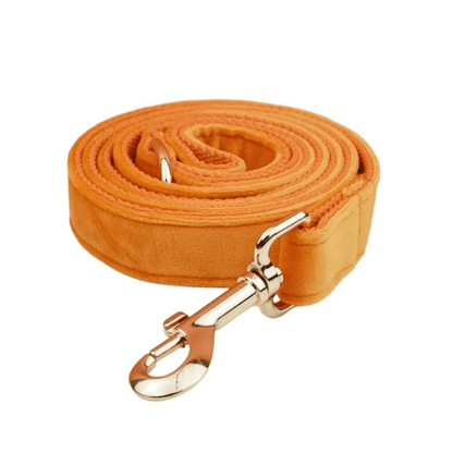 Laisse Chien Orange