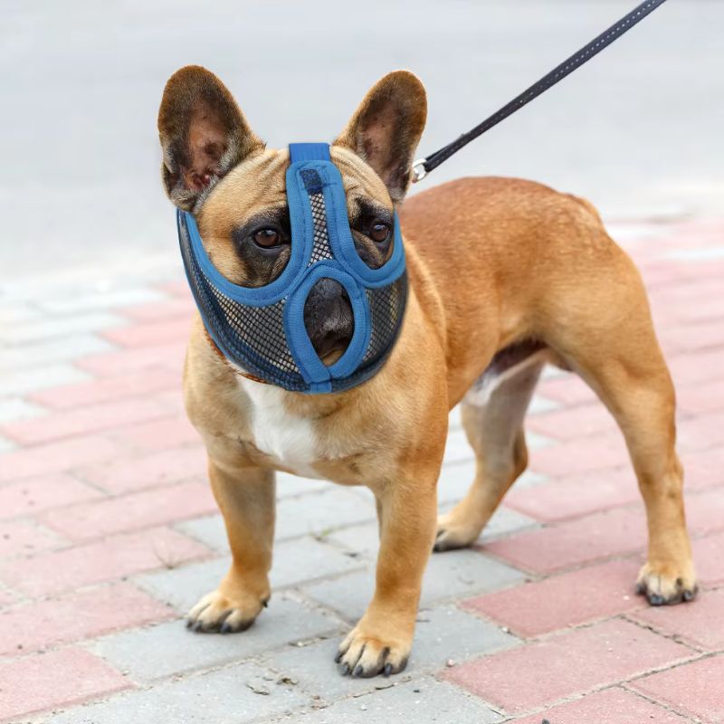 Museliere Chien