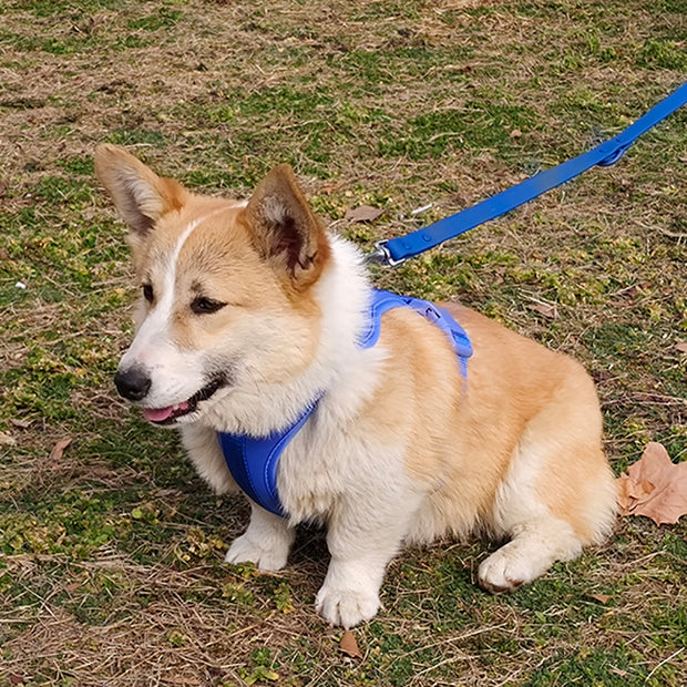 Harnais Chien Anti Traction Leger
