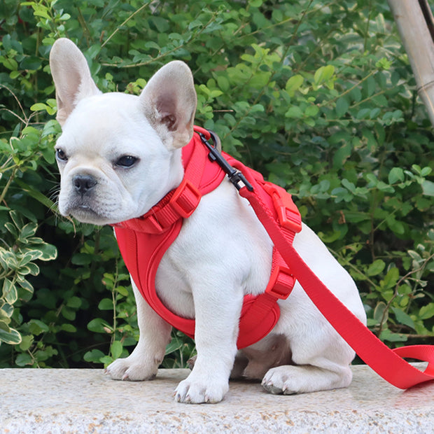 Harnais Chien Anti Traction Leger