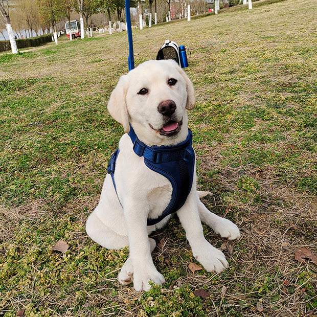 Harnais Chien Anti Traction Leger