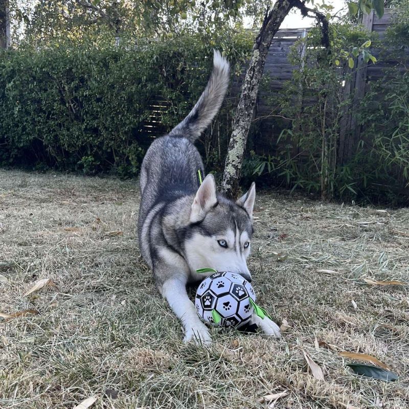 Balle de Foot pour Chien