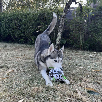 Balle de Foot pour Chien
