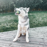 Balle pour Chien
