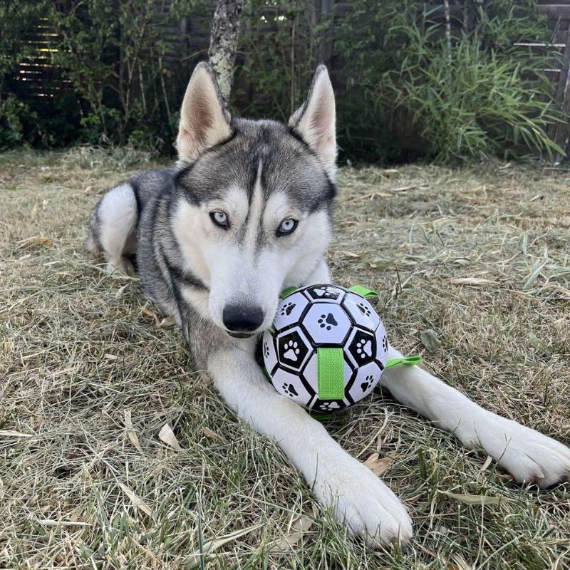 Ballon de Football pour Chien