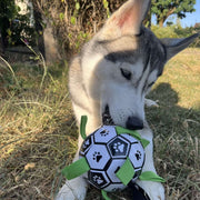 Ballon pour Chien