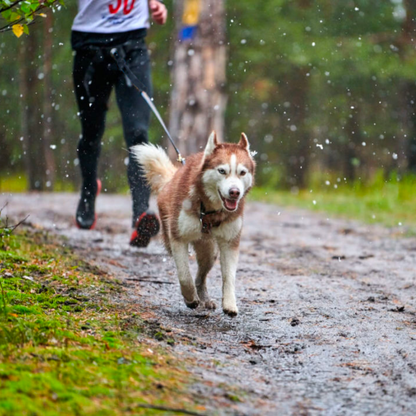 Ceinture Pour Cani Rando