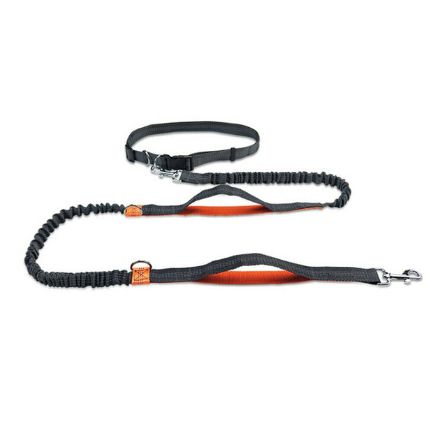 Ceinture Cani Rando Husky