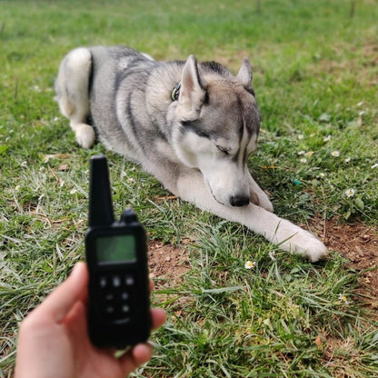 Collier Anti Fugue Chien